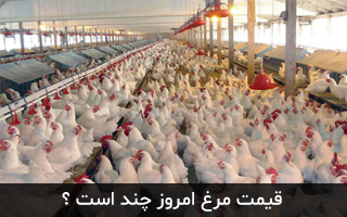 قیمت روز گوشت مرغ و آلایش خوراکی مرغ
